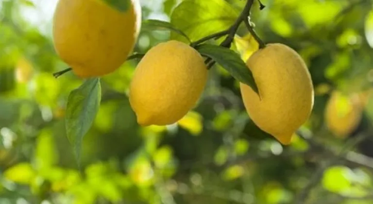 Kasım'da fiyat farkı 'limon' sıktı!