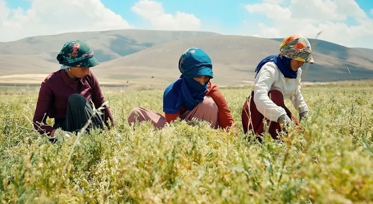 Kayseri'de Yerli Yeşil Mercimek Üretimi Artıyor