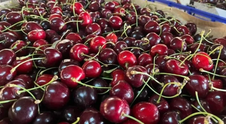 Keles Kirazı Hasadı Başladı: İhracat Fiyatı ve Çiftçilerin Endişesi!