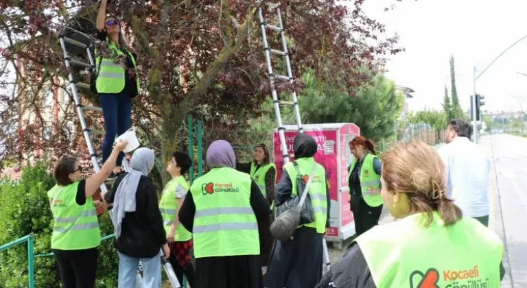 Kocaeli göüllüleri dalından toplayarak sevgilerini de kattılar