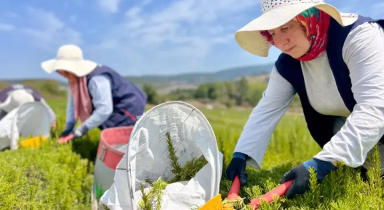 Kocaeli’de biberiye hasadı başladı