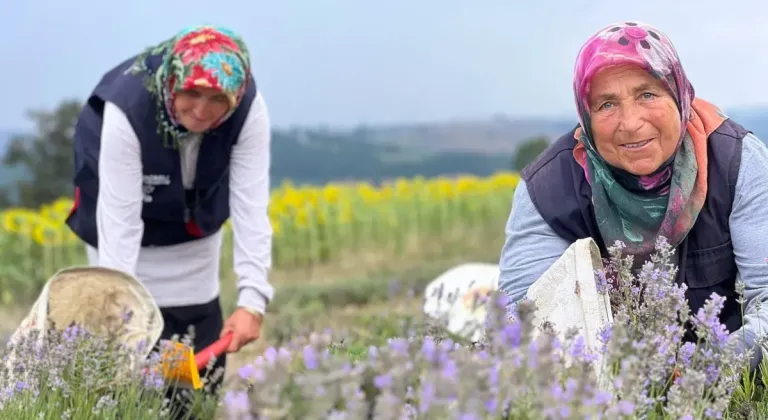 Kocaeli'de Lavanta Hasadı Başlıyor - İlk Hasat ve Aromatik Yağ Üretimi