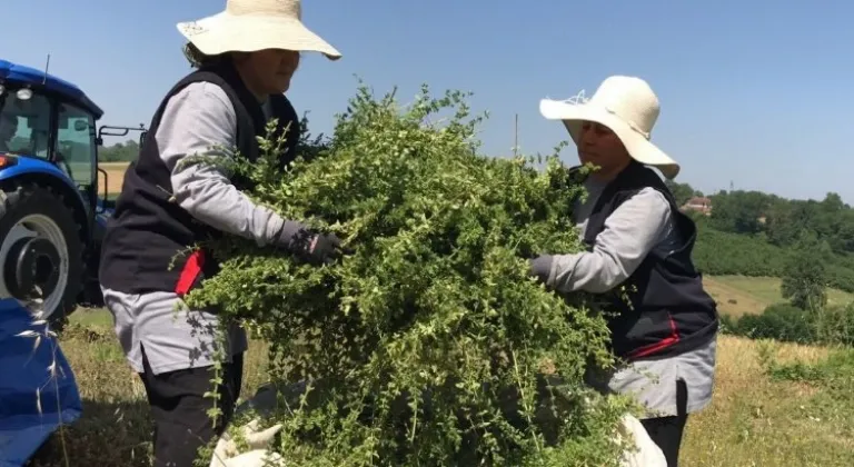 Kocaeli'de Yerli ve Milli Makineyle Kekik Hasadı Başladı