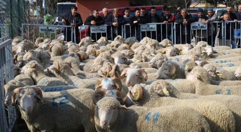 Kocaeli'den Üreticilere Damızlık Koç Desteği: 123 Koç Dağıtıldı, Verimlilik Artacak