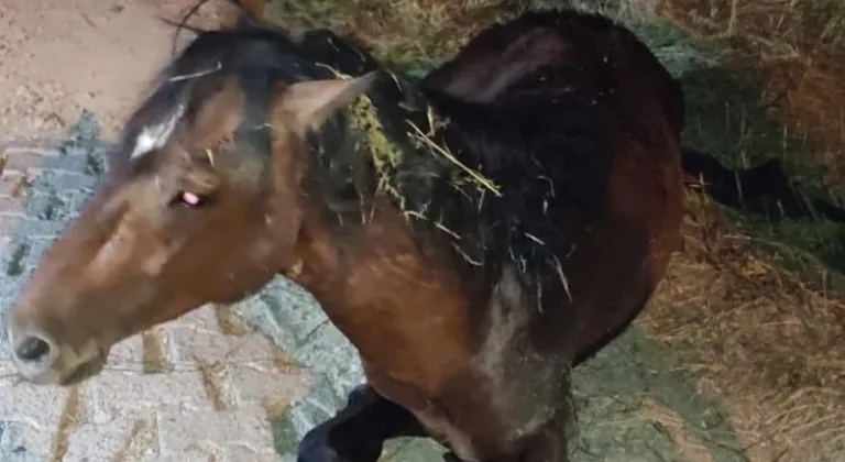 Manisa'da Yılkı Atı Tedavisi Sonrası Özgür Yaşamına Geri Döndü