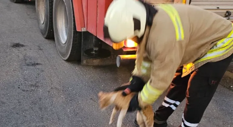 Mardin'de Lise Binasında Mahsur Kalan Kedi İtfaiye Ekipleri Tarafından Kurtarıldı