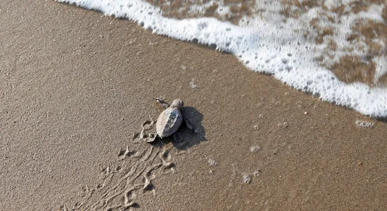 Mavi Gönüllüleri Caretta Caretta'ları Akdeniz'le Buluşturuyor!