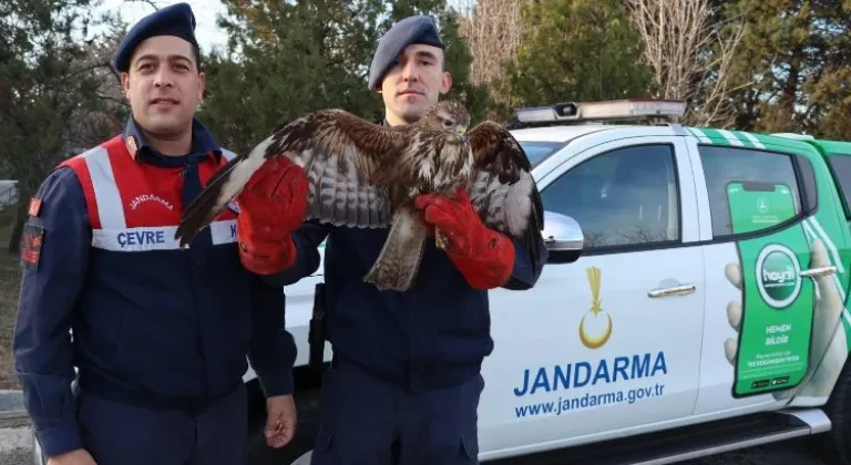 Meriç’te Yaralı Şahini Kurtarma Operasyonu - Edirne Jandarma Ekiplerinden Örnek Davranış