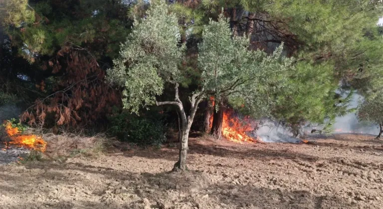 Mudanya Çağrışan'da tarım arazisinde çıkan yangın korkuttu