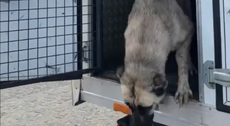 Mudanya'da ‘köpeklerin uyutulduğu’ iddialarına videolu yanıt