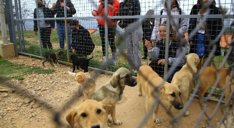 Muğla Büyükşehir Belediyesi Geçici Hayvan Bakımevi'nde 3 bin 174 Candost Sahiplendirildi