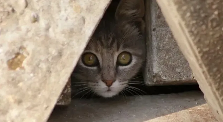 Öğrencilerin Okul Bitince Hayvan Sevgisi Sokağa Mı Bırakılıyor?