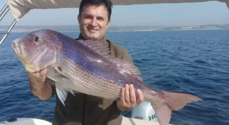 Saros'ta Yakalanan 8 Kilo 400 Gramlık Sinarit Balığı Olay Yarattı