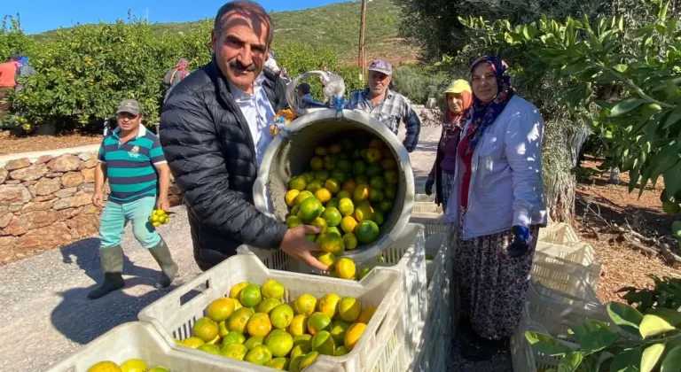 Satsuma mandalinanın ihracat yolculuğu başlıyor