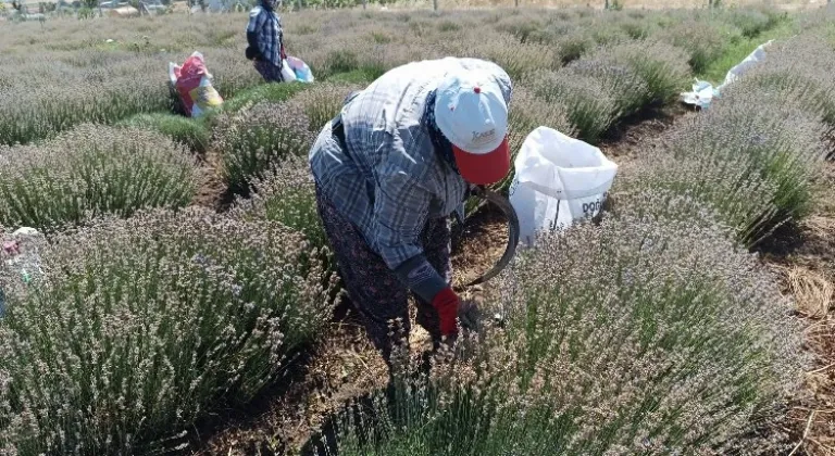 Siğilli Lavanta Bahçesi 4. Hasat Sezonuna Girdi