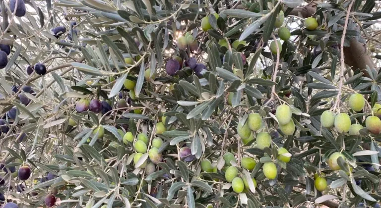 Sofralık zeytin ihracatında tarihi rekor