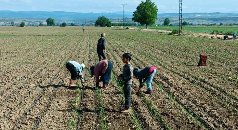 Tarım işçisi çocuklar için acil çözümler üretilmeli