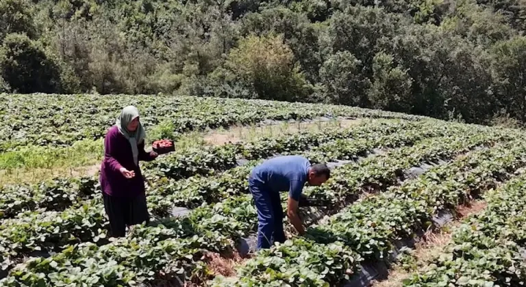 Tarım ve Orman Bakanlığı'ndan Osmaniye'ye 6,8 Milyon TL Destek Haberi