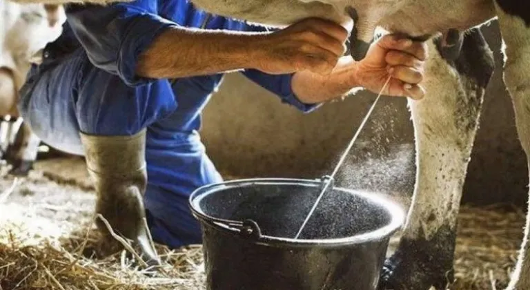 Ticari Süt İşletmeleri İnek Sütü Toplanmasında Rekor Kırdı