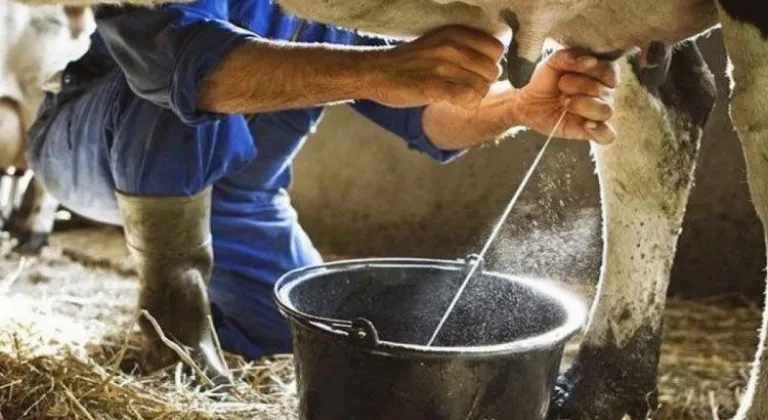 Ticari Süt İşletmeleri tarafından 1 Milyon Ton İnek Sütü Toplandı