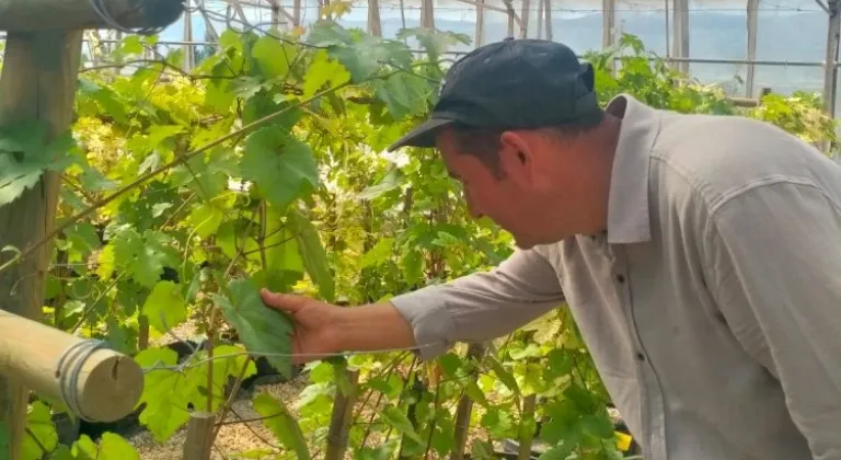 Tokat'ta dirençli üzüm çeşidi geliştirildi