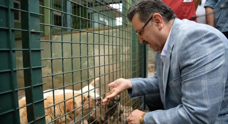 Trabzon, Sahipsiz Köpek Sorununda Örnek Olacak