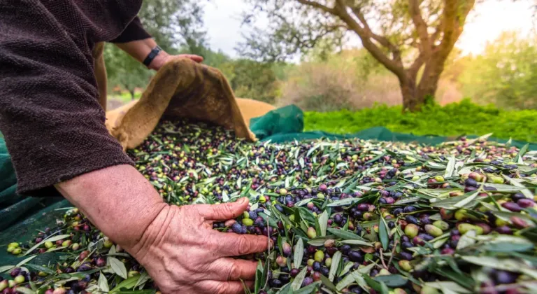 Türkiye sofralık zeytin ihracatında 210 milyon dolara ulaştı