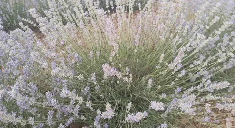 Yenimuhacır lavanta bahçesi ile tanıştı