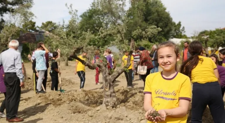 Zeytin ağaçları yeni yerine taşındı 