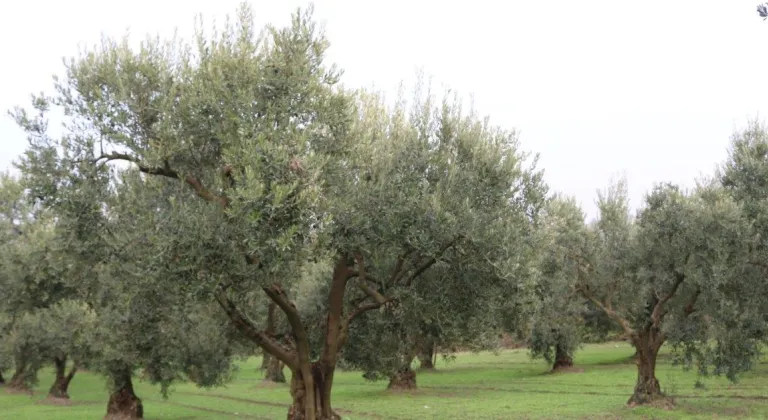 Zeytinde rekolte beyanı başlıyor... Beyan vermeyenden ürün alınmayacak!